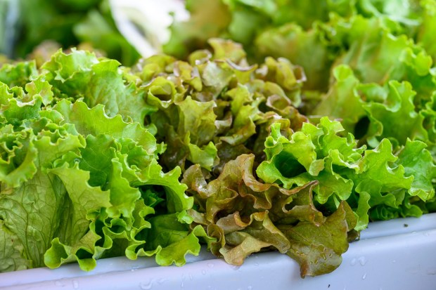 Freshly picked lettuce is a weekly offering Tuesday, May 26, 2026, at Bethlehem Health Bureau's Christmas City Farm Stand partnered with Bleiler's Produce Patch at Payrow Plaza in Bethlehem. The farm stand and weekly community supported agriculture produce pickups continue till October.(April Gamiz/The Morning Call)