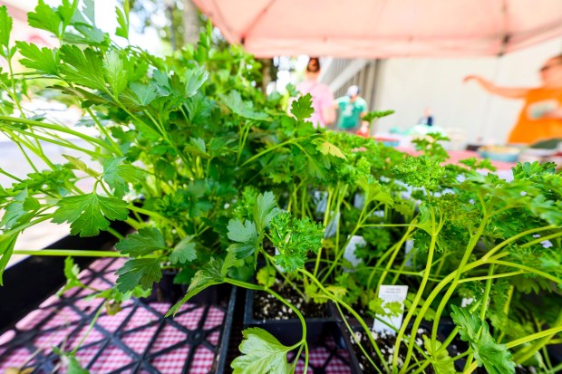 Fresh parsley is a weekly offering Tuesday, May 26, 2026, at Bethlehem Health Bureau's Christmas City Farm Stand partnered with Bleiler's Produce Patch at Payrow Plaza in Bethlehem. The farm stand and weekly community supported agriculture produce pickups continue till October.(April Gamiz/The Morning Call)