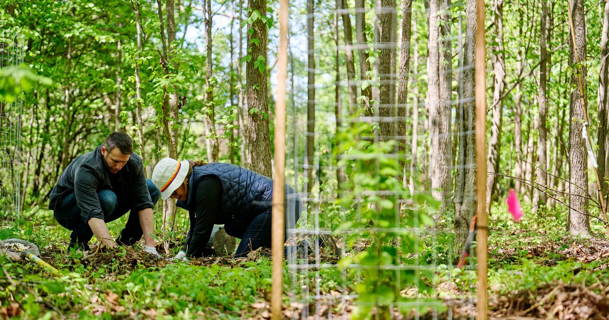 Grant will fund planting 500 trees at Meadow Lake in FDR Park