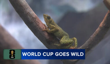 Philadelphia Zoo highlights global species as World Cup excitement builds
