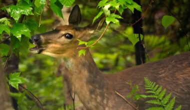 deer