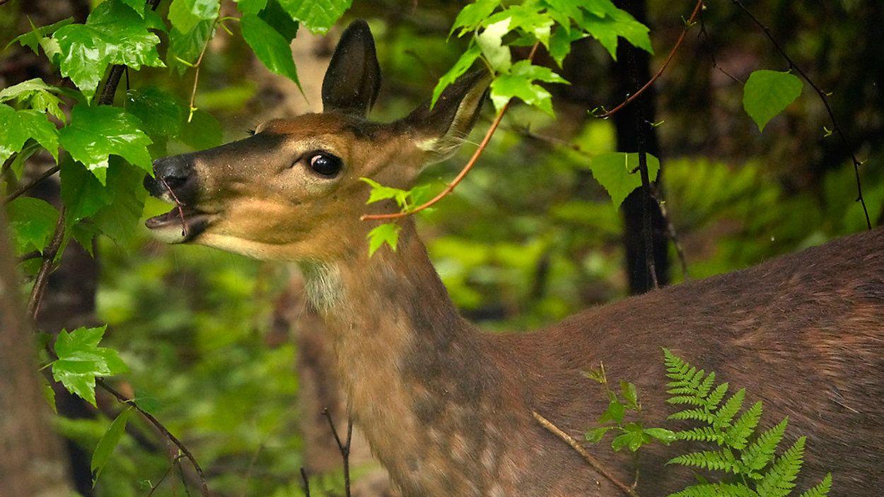 deer