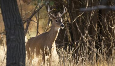 Erie County Executive Vetoes Youth Hunting Law: What's Next?