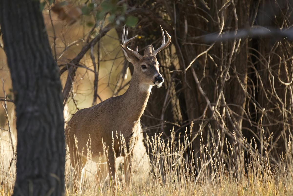 Erie County Executive Vetoes Youth Hunting Law: What's Next?
