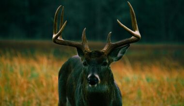 Will Erie County Finally Let Kids Hunt Deer This Fall?