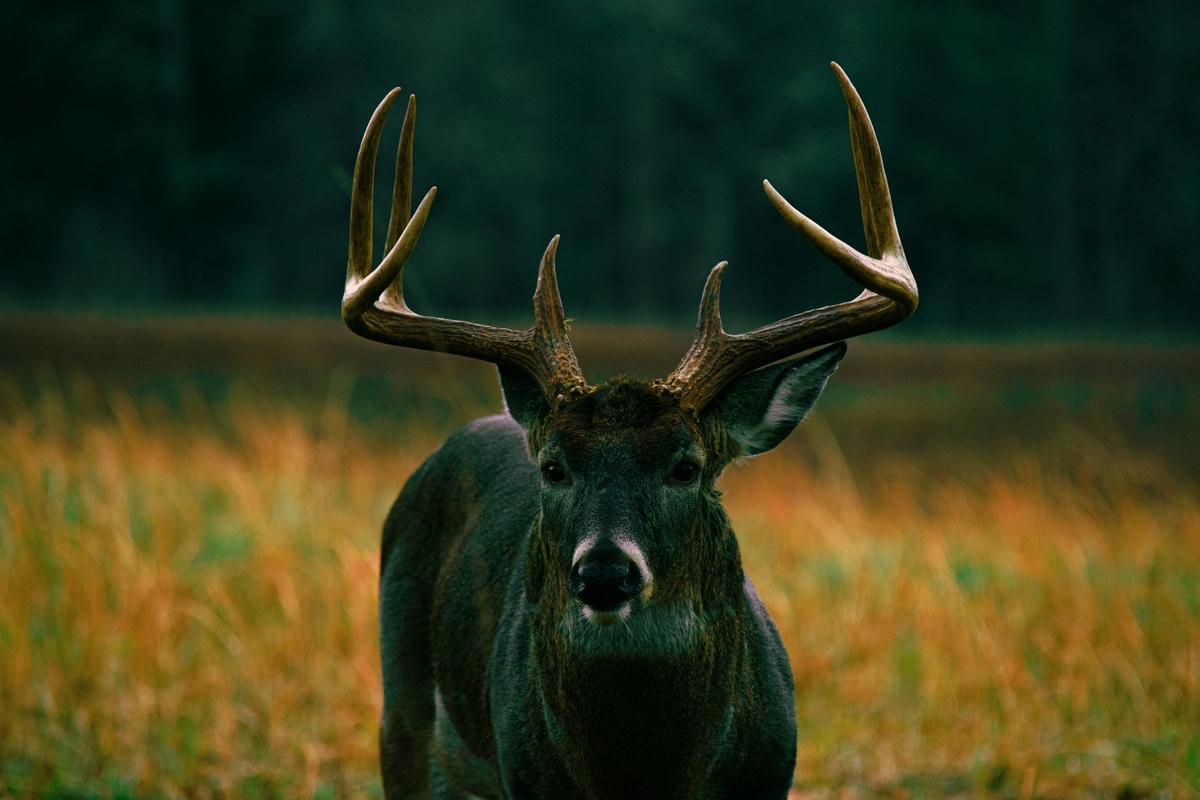 Will Erie County Finally Let Kids Hunt Deer This Fall?