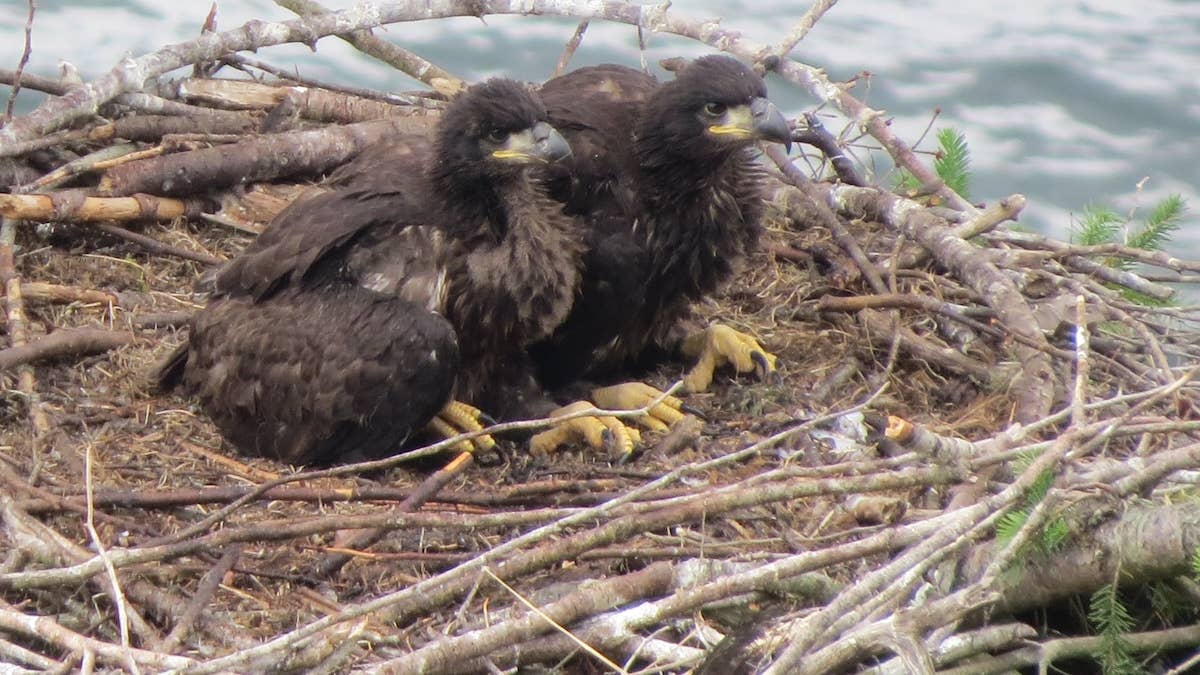 Pittsburgh Community Mourns the Sudden Loss of Twin Eaglets on Popular Nest Cam