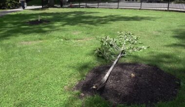 Vandalism damages community park in Scranton once again