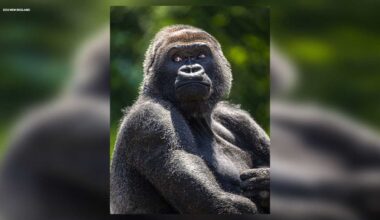 Beloved gorilla Little Joe leaving Boston for Pittsburgh
