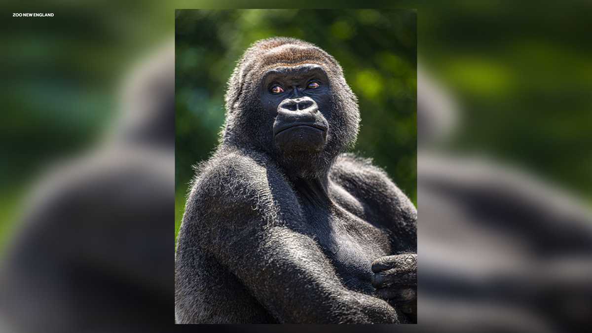 Beloved gorilla Little Joe leaving Boston for Pittsburgh