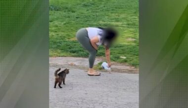 Pennsylvania SPCA investigates alleged cat poisoning in Chester – NBC10 Philadelphia