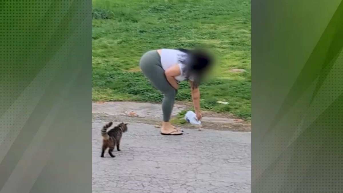 Pennsylvania SPCA investigates alleged cat poisoning in Chester – NBC10 Philadelphia