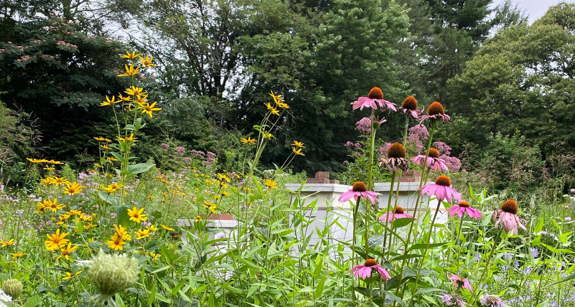 Pennsylvania’s Free ‘Meadow Kits’ Are Reimagining the Suburban Lawn