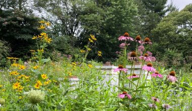 Pennsylvania’s Free ‘Meadow Kits’ Are Reimagining the Suburban Lawn