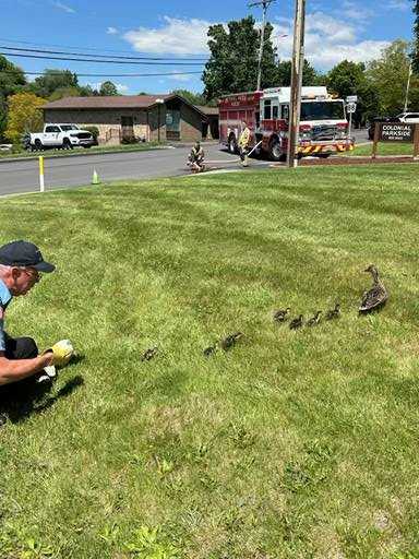 Ducklings reunited with their mother in Bethel Park on May 3, 2026.