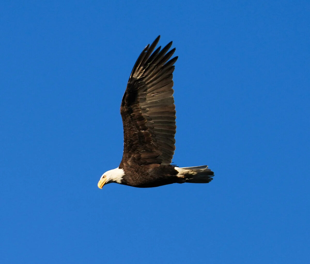 Pittsburgh bald eagle chicks dead, mother showing signs of illness