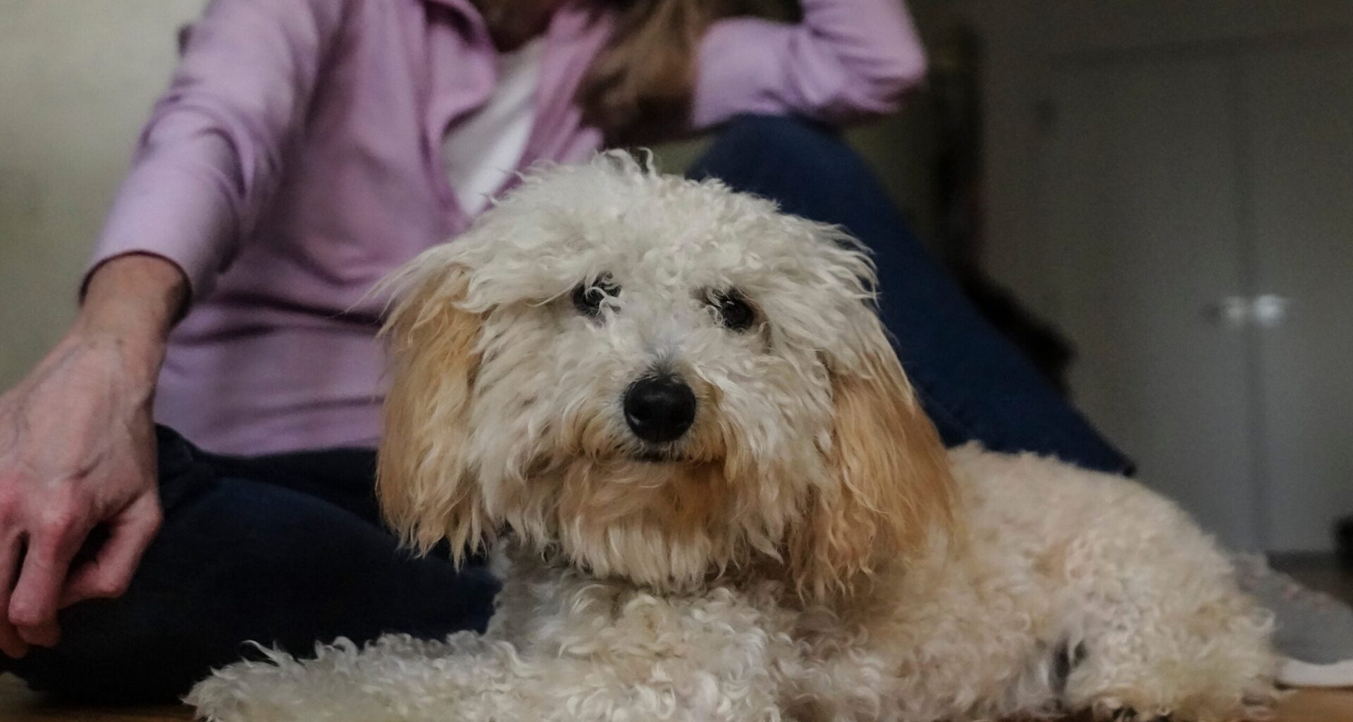 Philly-area veterinarians see rise in pet weed exposure