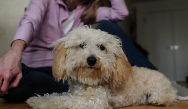 Philly-area veterinarians see rise in pet weed exposure