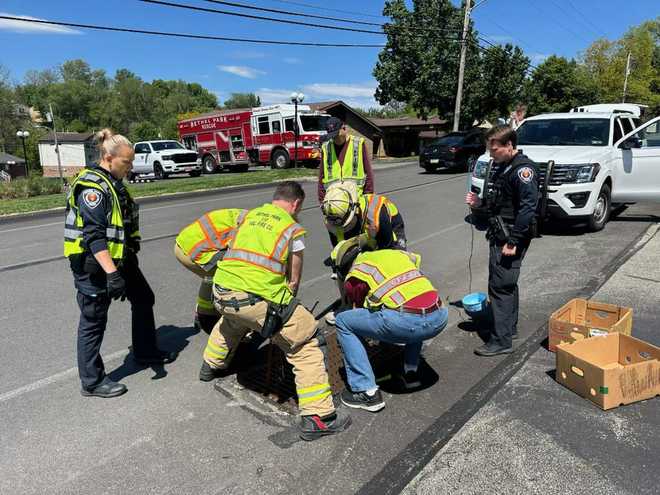 Ducklings saved from storage drain on Sunday, May 3, 2026.