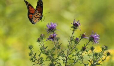 Butterfly Festival will bring bug shows, food trucks and family fun to Red Bank Battlefield