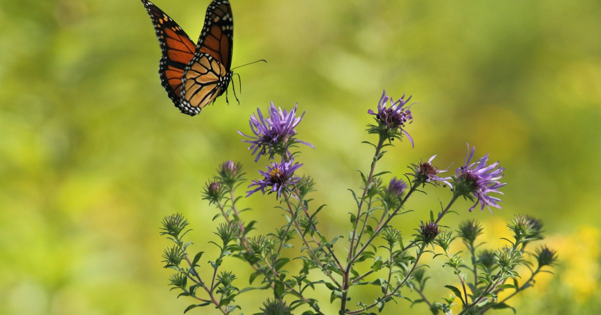 Butterfly Festival will bring bug shows, food trucks and family fun to Red Bank Battlefield