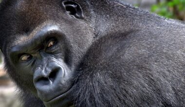 Silverback gorilla Little Joe will leave Franklin Park Zoo to start family at Pittsburgh Zoo, "He's very excited"