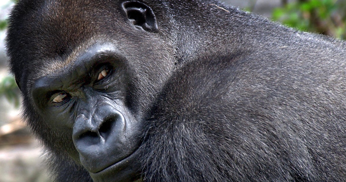 Silverback gorilla Little Joe will leave Franklin Park Zoo to start family at Pittsburgh Zoo, "He's very excited"