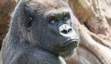 Meet Little Joe: Pittsburgh Zoo to welcome new gorilla in exchange with Boston – WPXI