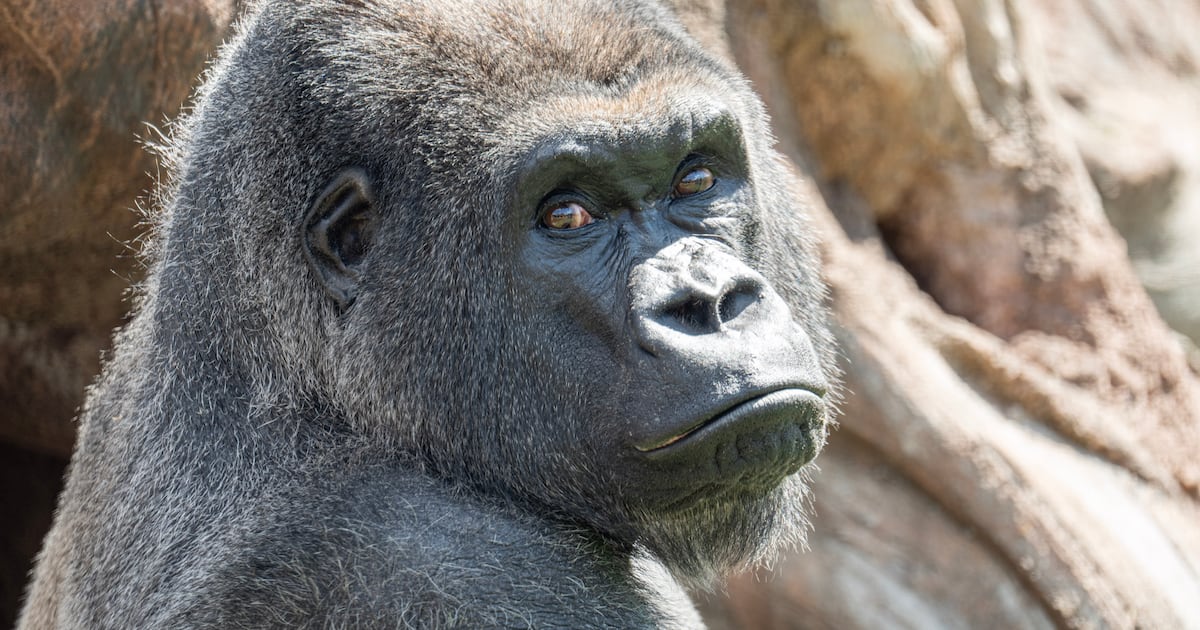 Meet Little Joe: Pittsburgh Zoo to welcome new gorilla in exchange with Boston – WPXI