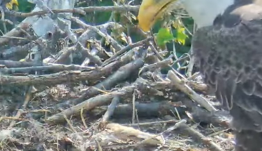 Eaglet in Western Pennsylvania nest dies; another appears to be in distress