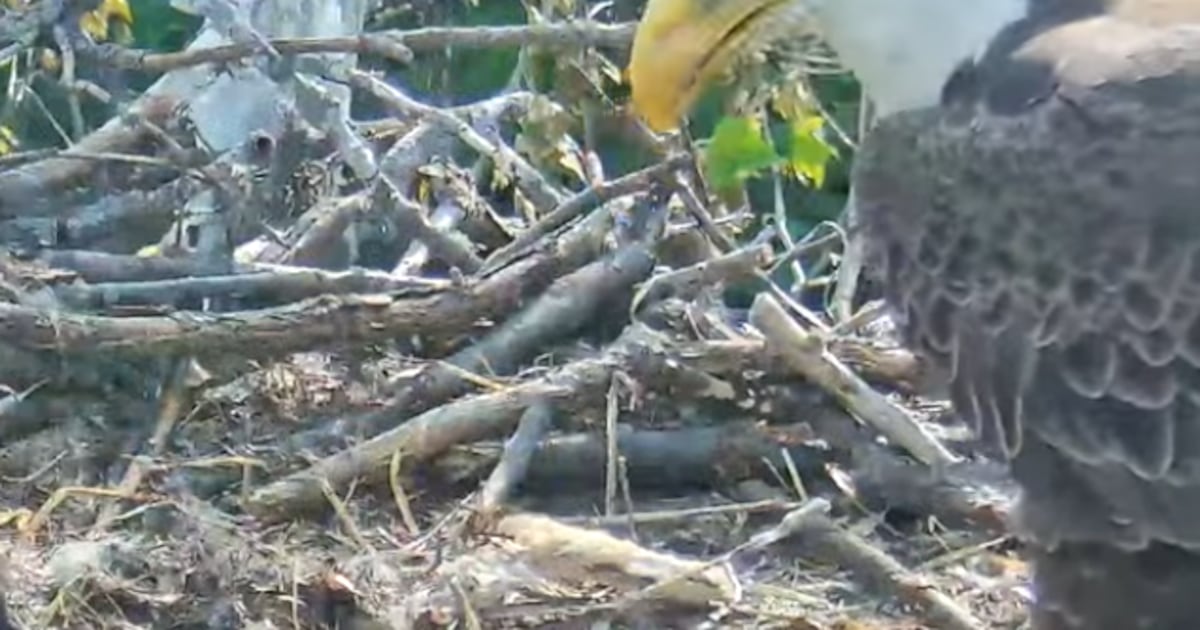 Eaglet in Western Pennsylvania nest dies; another appears to be in distress