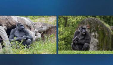 Boston and Pittsburgh are making a trade. These are the gorillas who will be swapped between cities – Boston 25 News