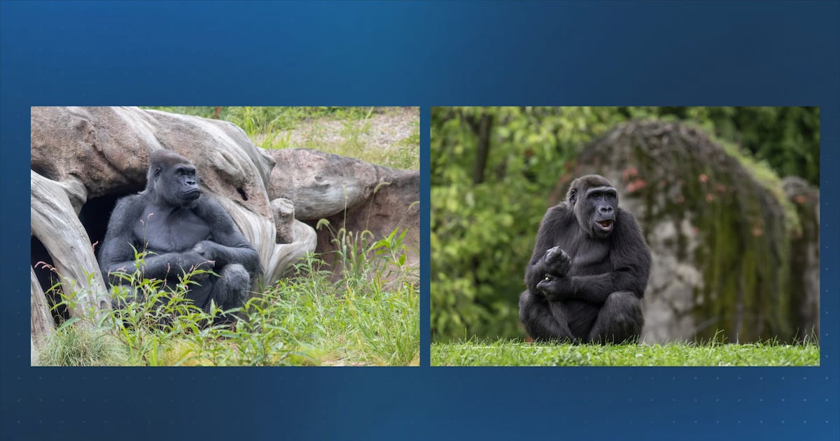 Boston and Pittsburgh are making a trade. These are the gorillas who will be swapped between cities – Boston 25 News