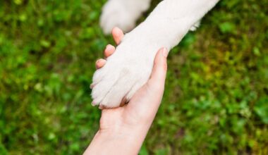 Pittsburgh-area animal shelter offers half off adoption fees for service members, veterans
