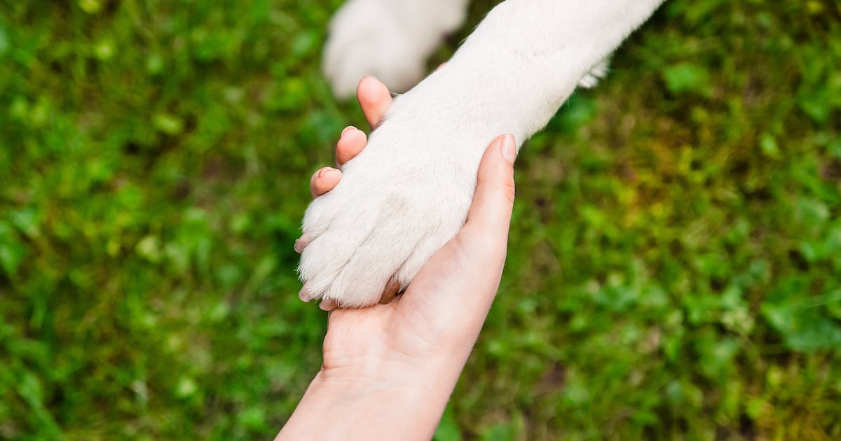 Pittsburgh-area animal shelter offers half off adoption fees for service members, veterans