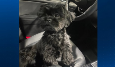 Verona Police asking for public’s help after dog stolen from vehicle in Giant Eagle parking lot