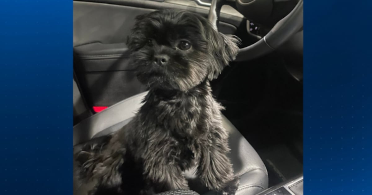 Verona Police asking for public’s help after dog stolen from vehicle in Giant Eagle parking lot