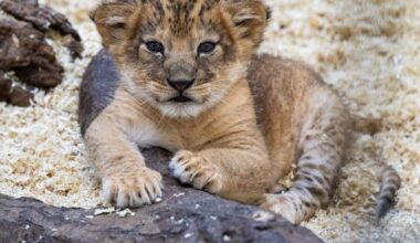 Pittsburgh Zoo & Aquarium announces birth of lion cub – WPXI