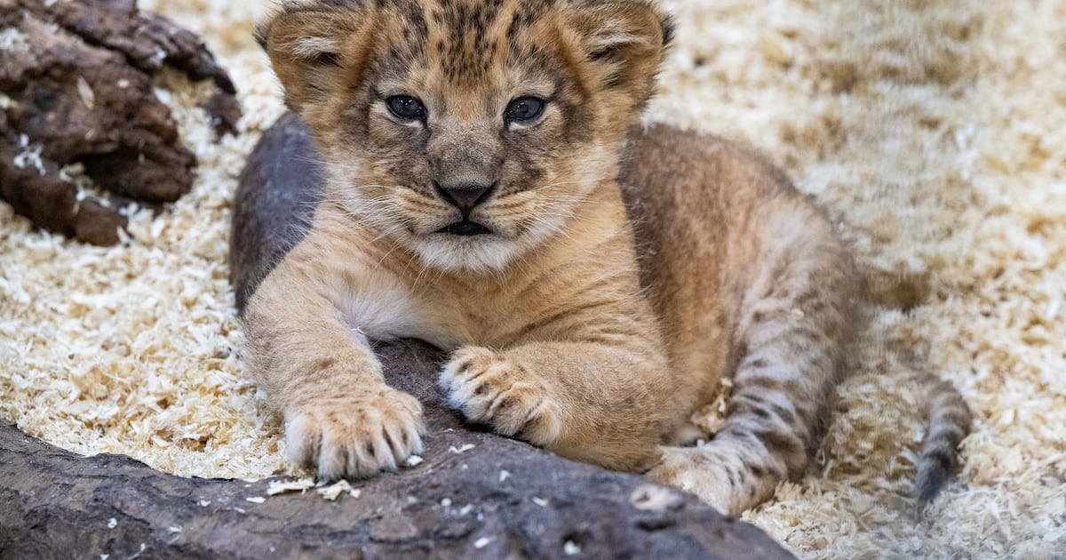 Pittsburgh Zoo & Aquarium announces birth of lion cub – WPXI