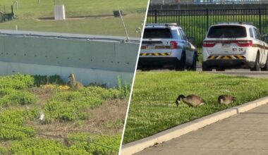 Canada geese make home for 3 babies on Pa. State Police roof – NBC10 Philadelphia
