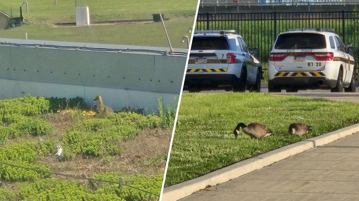 Canada geese make home for 3 babies on Pa. State Police roof – NBC10 Philadelphia