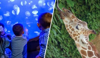 Philadelphia Zoo, Adventure Aquarium team up for new combo ticket – NBC10 Philadelphia