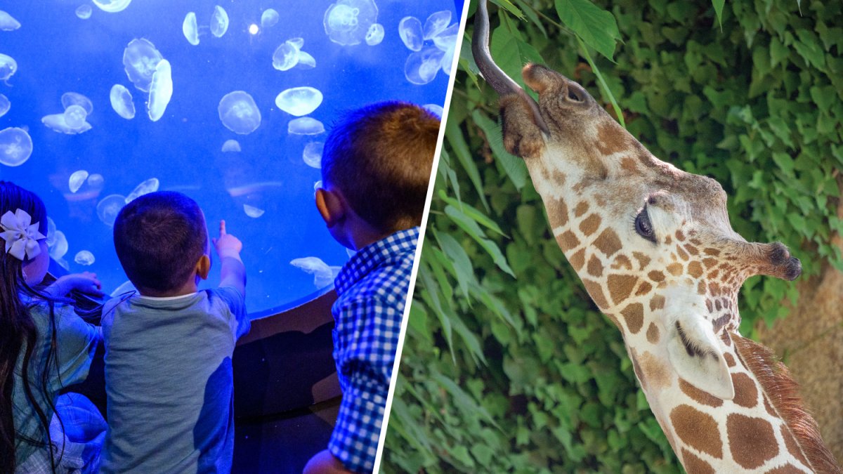 Philadelphia Zoo, Adventure Aquarium team up for new combo ticket – NBC10 Philadelphia