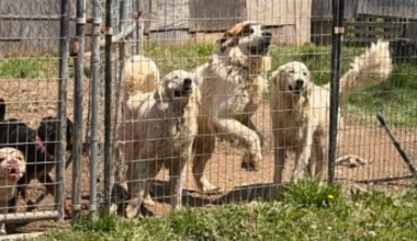 29 dogs, 4 horses rescued after being abandoned at Pennsylvania property