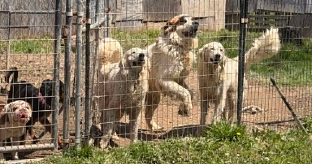 kdka-anna-shelter-animal-rescue.png