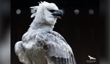 "Rare" harpy eagle arrives at National Aviary