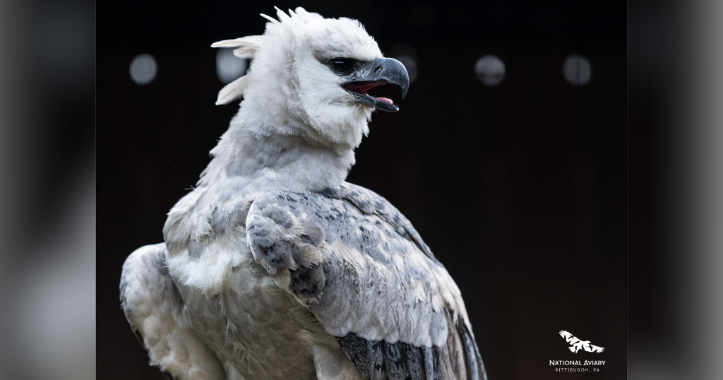 kdka-harpy-eagle.png