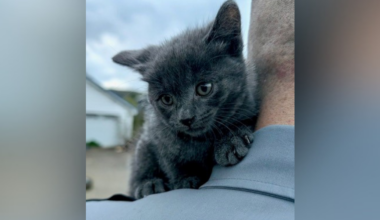 Kitten tied in bag and tossed from pickup truck in northern Pennsylvania, police say