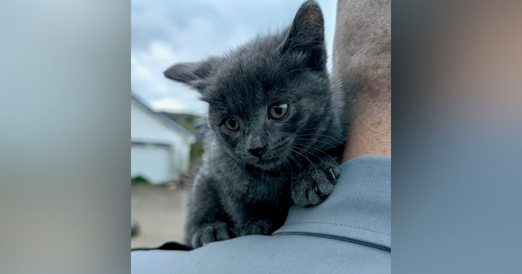 kdka-kitten-thrown-from-pickup.png