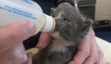 Kitten Fosters Needed By Womens Animal Center